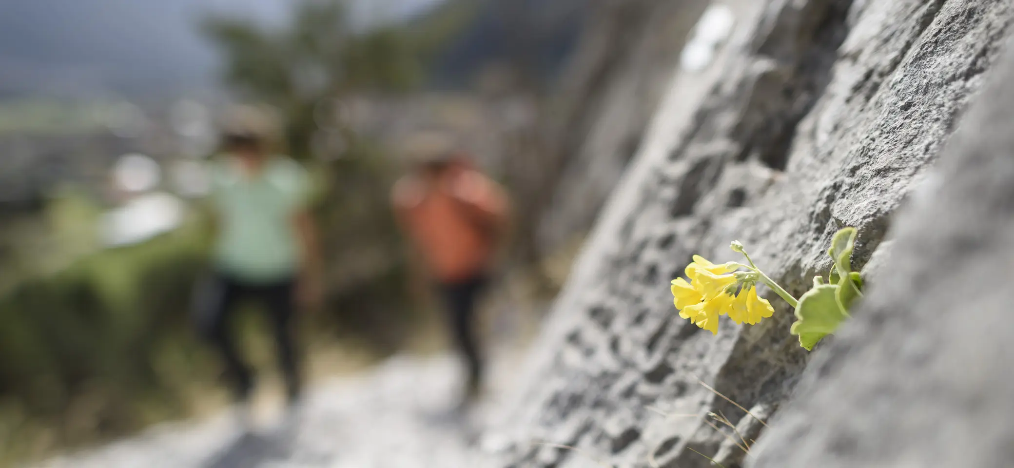 Bitte beachten: Wegen des BFSG benötigen alle Bilder einen aussagekräftigen Alt-Tag | © DAV