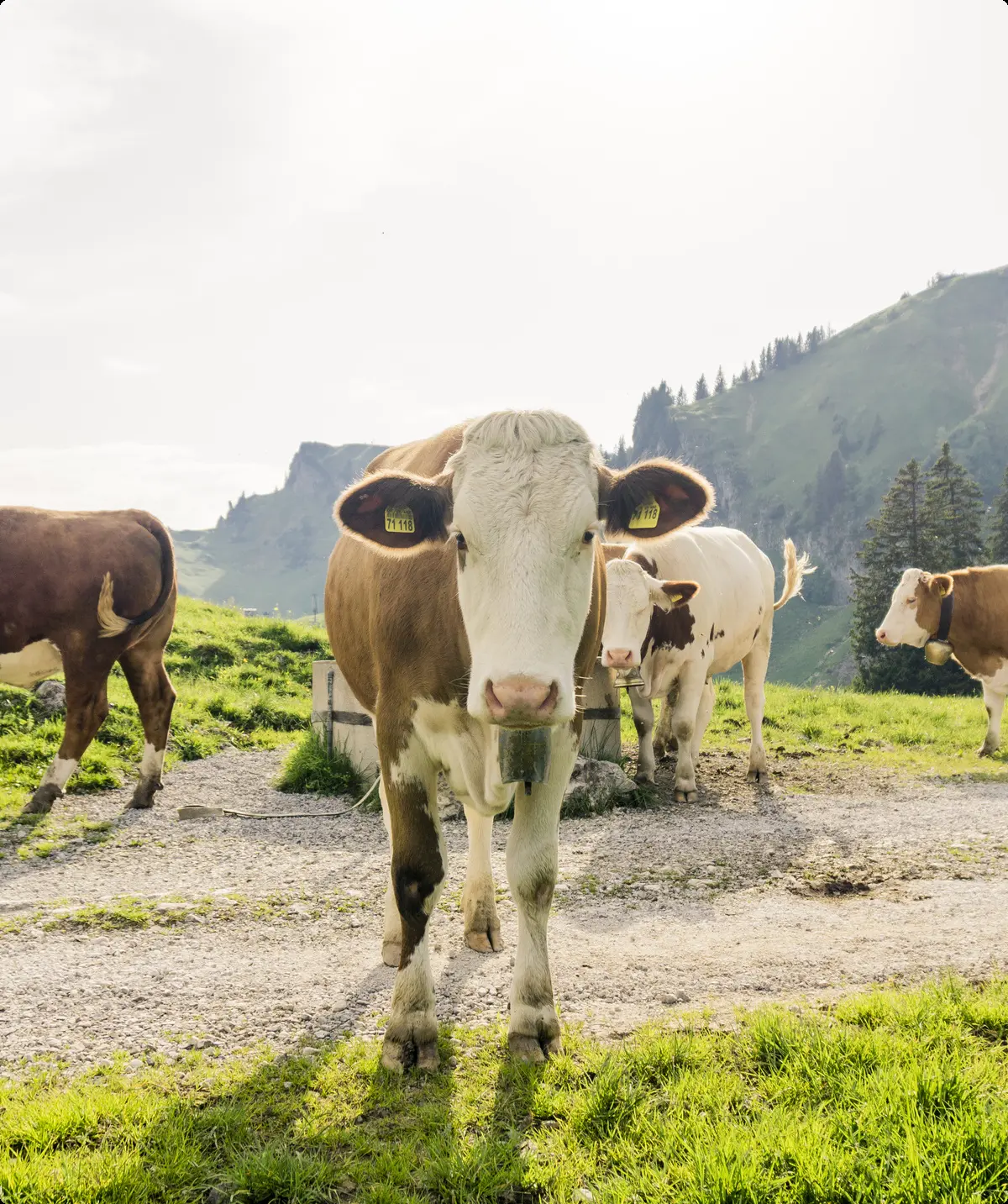 Bitte beachten: Wegen des BFSG benötigen alle Bilder einen aussagekräftigen Alt-Tag | © DAV