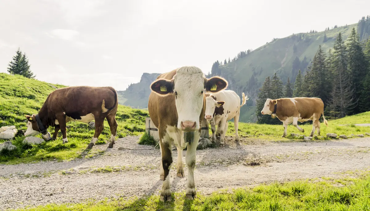 Bitte beachten: Wegen des BFSG benötigen alle Bilder einen aussagekräftigen Alt-Tag | © DAV